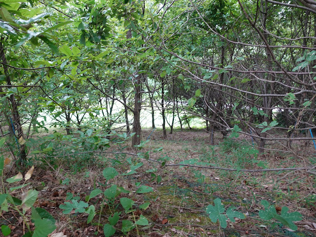 むきばんだ史跡公園の弥生の森