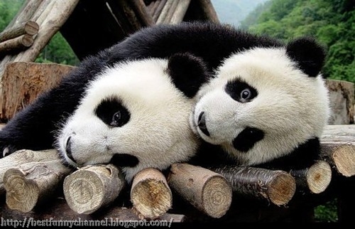 Two sleeping panda.