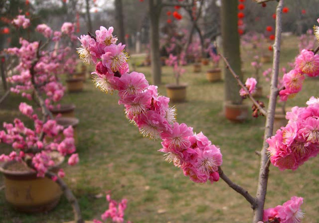 Plum Flowers