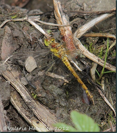 13-common-darter