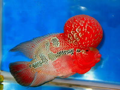 How_to_Make_Flowerhorn_Kok_Bigger