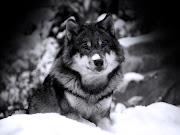 Per secoli il lupo è stato considerato un animale cattivo, . (lupo)