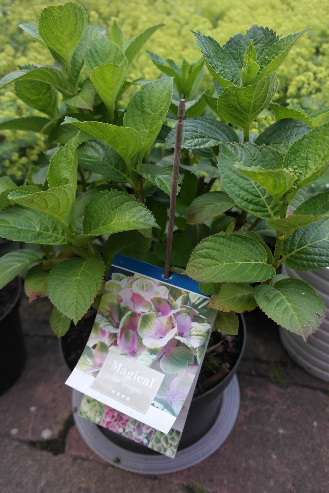  Hydrangea  Hortensia si bunga  seribu panca warna Yunia 