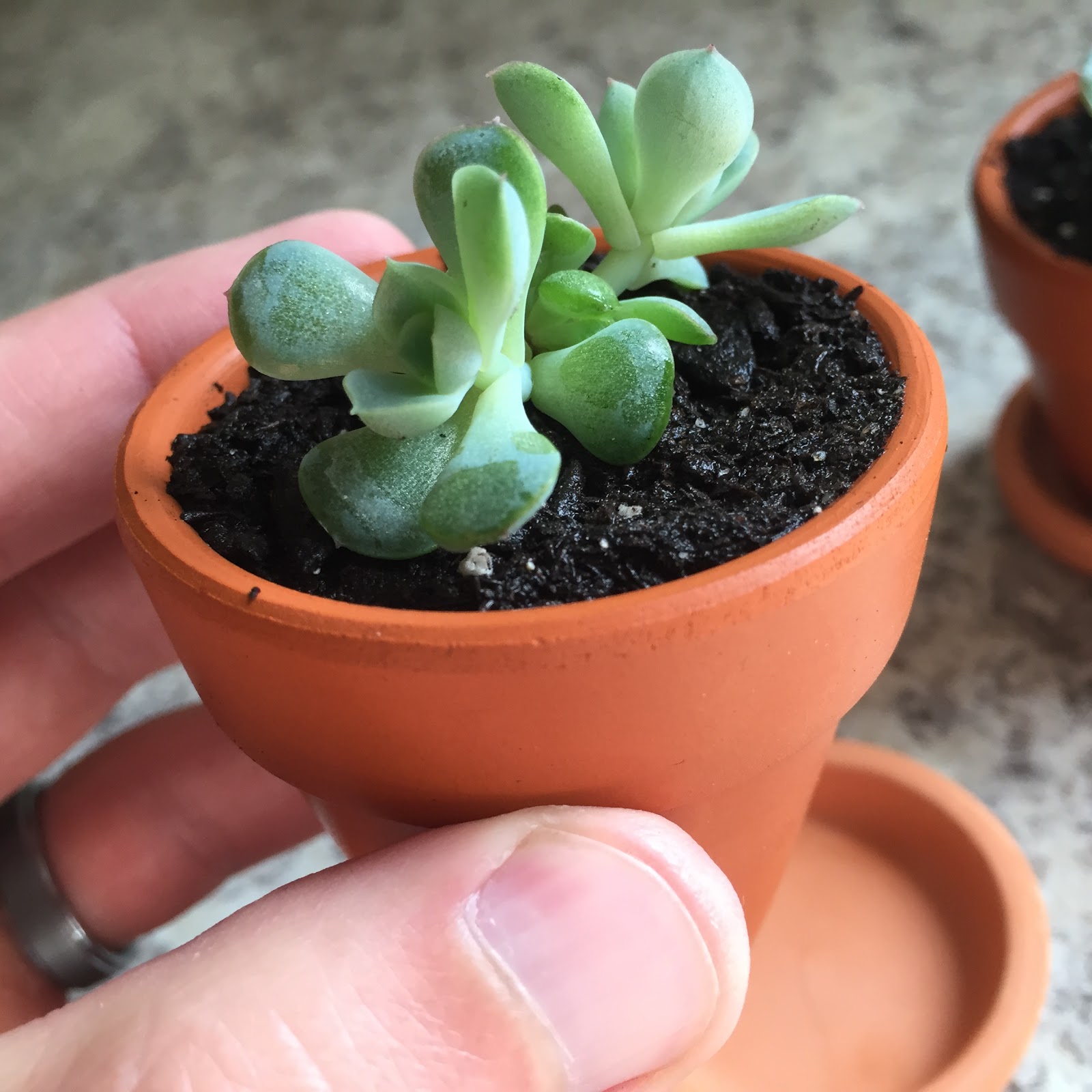 small succulent in tiny pot