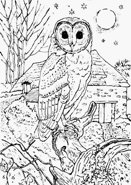 Adult Coloring Pages Owl 