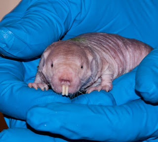 Funny Naked Mole Rat