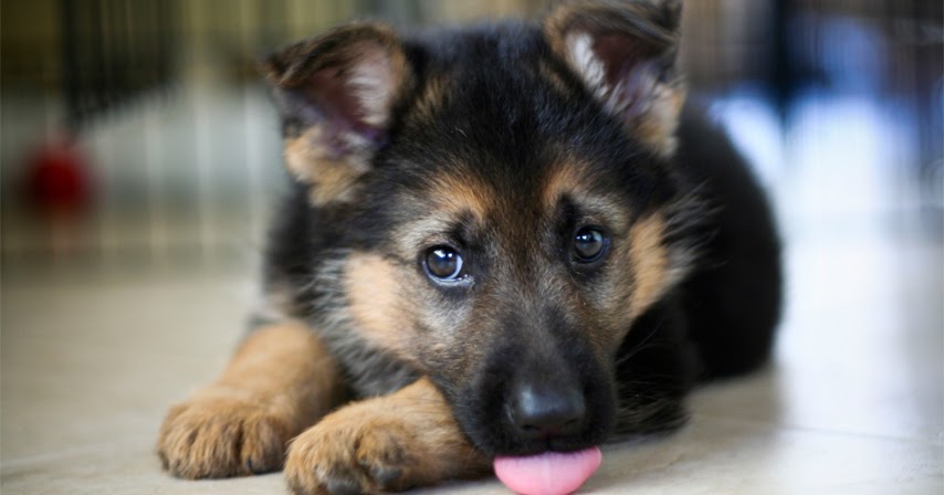 How To Identify The Purity Of The German Shepherd Puppy 4 Ways To Identify The German Shepherd