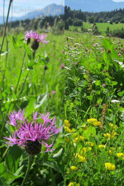 Conn flowers in August