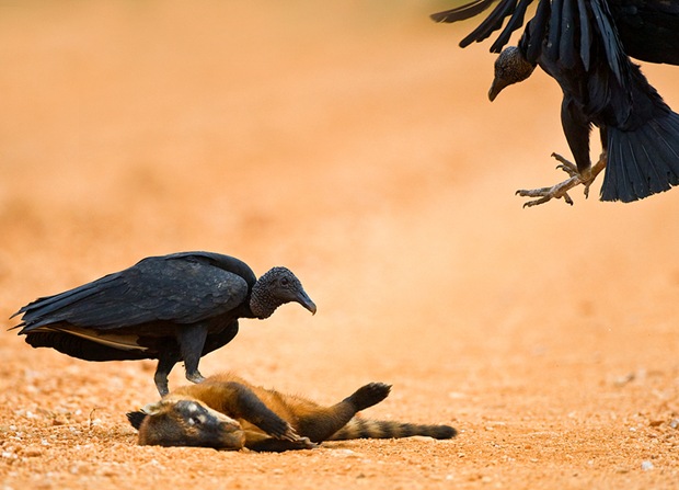 Wildlife-photography-dead-animal