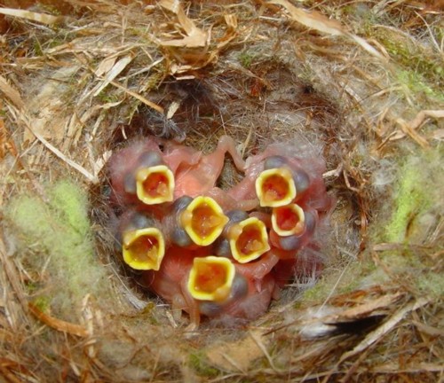 Baby Bird Nest