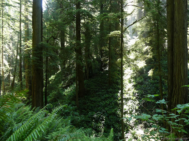 land lined with ferns sticking out all over with very tall trees