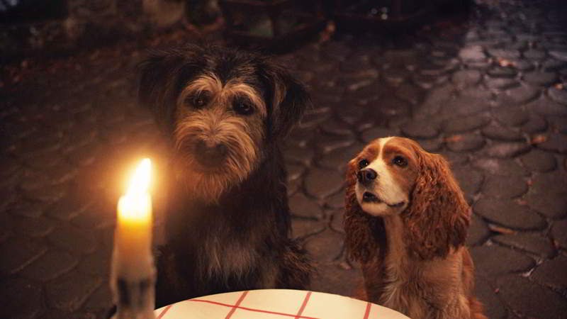 How the live-action Lady and the Tramp found its canine costars
