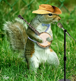 A squirrel playing the banjo.