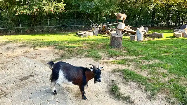 動物公園（Parc aux animaux du Bois-de-la-Batie）