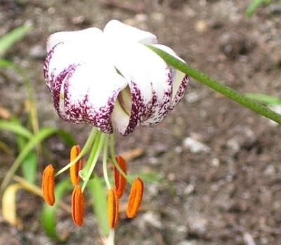 Лилия Дюшартра (Lilium duchartrei)