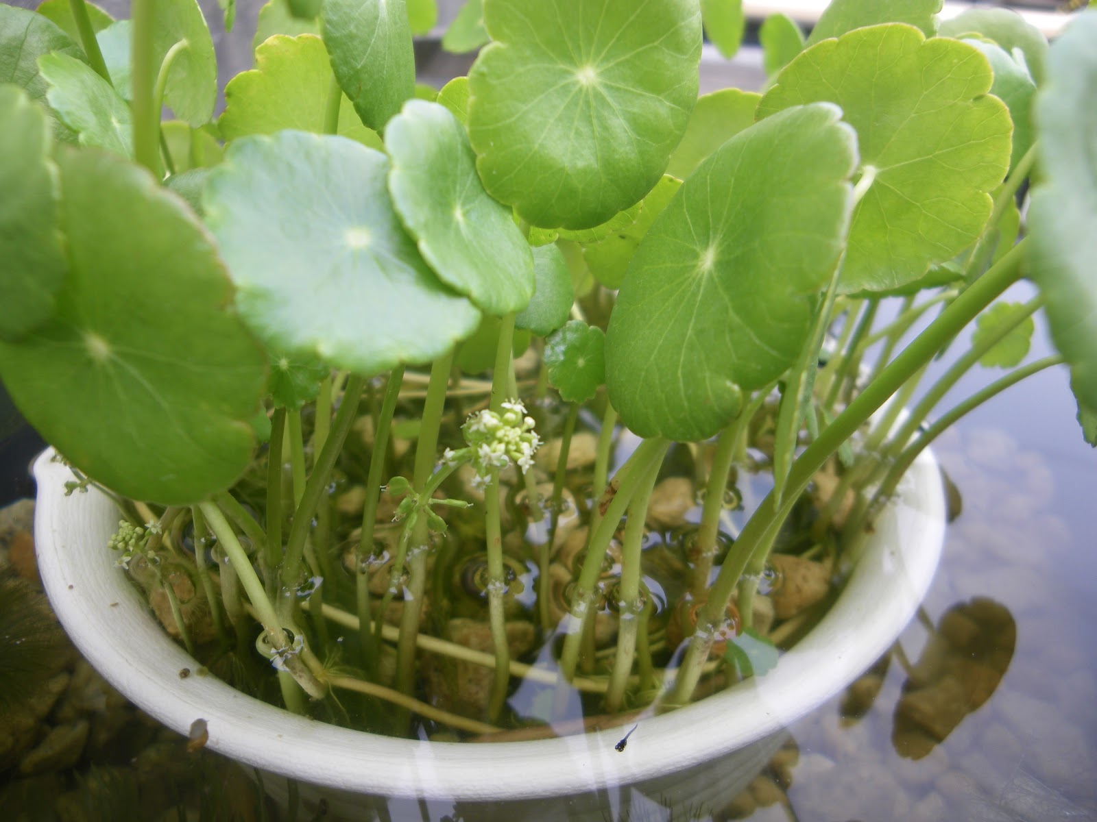 メダカの稚魚たちも順調に大きくなっています ビオトープの苔と藻の対策を早めにしましょう メダカの大工