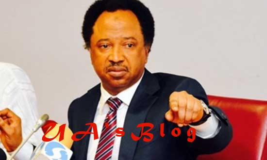 Just In: Prepare To Pack Out Of Government House – Shehu Sani Tells El Rufai