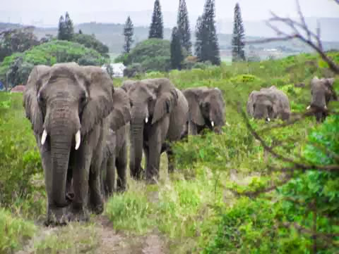 A line of elephants approaching the Anthony house