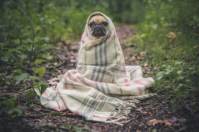 A picture of a cute little dog wrapped up in a blanket looking sad.