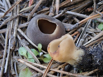  grzyby 2020, grzyby w marcu, grzyby wiosenne, Helvella leucomelaena, Pseudoplectania, baziówka jodłowa, orzechówka wiązkowa, rozszczepka kloszowa, gwiazdosz potrójny