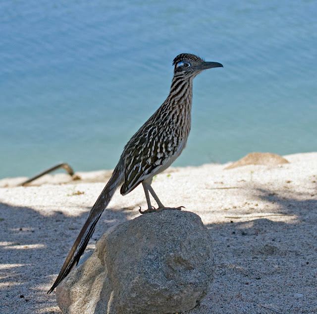 Greater Roadrunner