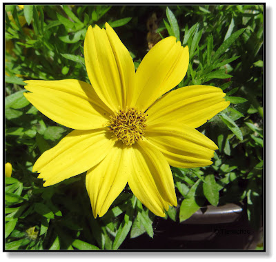 Bidens oder Zweizahn, eine beliebte Balkon- und Gartenblume