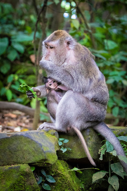 Scimmie nella Monkey forest-Ubud-Bali