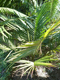 Carpentaria acuminata - Palmier du golfe de Carpentarie - Carpentaire acuminé