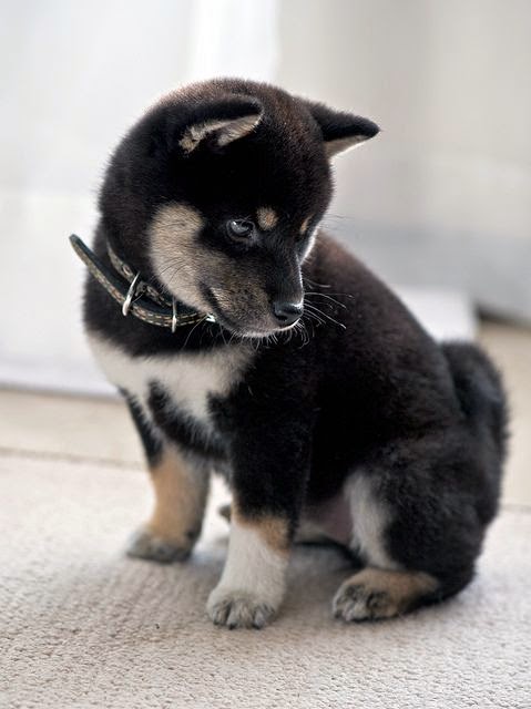 I've never owned a dog.. But I think my husband should agree to get one.. Specifically one that looks like this!