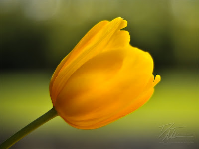 Tulips HD Wallpapers