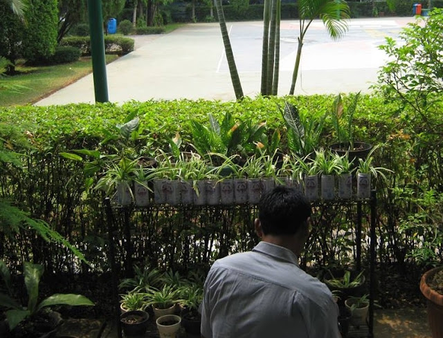 Pengertian Adiwiyata -  Adiwiyata atau Green School adalah salah satu program kementrian negara lingkungan hidup yang bertujuan untuk mendorong terciptanya pengetahuan dan kesadaran warga sekolah dalam pelestarian lingkungan hidup.  Pengertian Adiwiyata Peraturan Menurut Menteri Lingkungan Hidup  Menurut Peraturan Menteri Lingkungan Hidup Republik Indonesia Nomor 05 Tahun 2013 tentang Pedoman Pelaksanaan Program Adiwiyata mengatakan bahwa sekolah adiwiyata adalah sekolah yang peduli dan berbudaya lingkungan dan program adiwiyata adalah program untuk mewujudkan sekolah yang peduli dan berbudaya lingkungan.  Adiwiyata memiliki pengertian atau makna sebagai salah satu tempat yang baik dan juga ideal yang diperoleh segala ilmu pengetahuan dan beragai norma serta etika yang menjadi dasar manusia menuju terciptanya kesejahteraan hidup kita untuk menuju kepada cita-cita pembangunan berkelanjutan.  Fungsi program adiwiyata adalah agar seluruh pelajar ikut terlibat dalam segala aktivitas persekolahan demi menuju lingkungan yang sehat serta mampu menghindari dampak lingkungan yang negatif.  Berdasarkan pengertian Adiwiyata dalam Peraturan Menteri Negara Lingkungan Hidup No. 2 Tahun 2009 tentang pedoman pelaksanaan program adiwiyata. Pengertian adiwiyata pada pasal 1 adalah sekolah yang baik dan ideal sebagai tempat memperoleh segala ilmu pengetahuan dan berbagai norma serta etika yang dapat menjadi dasar manusia menuju terciptanya kesejahteraan hidup dan cita-cita pembangunan berkelanjutan.  Sedangkan pada pasal 1 point 2, bahwa Program Adiwiyata adalah salah satu program kerja berlingkup nasional yang dikelola oleh Kementerian Negara Lingkungan Hidup dalam rangka mewujudkan pengembangan pendidikan lingkungan hidup. 