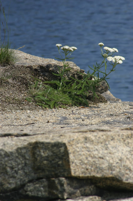 White flowers/weeds growing out of a piece of granite with water in the background at Halibut Point State Park