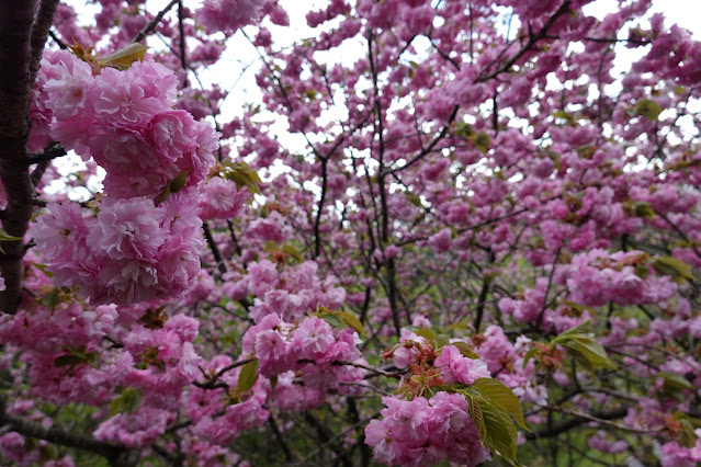 鳥取県西伯郡伯耆町小林 マウンテンストリームきしもと ヤエザクラ（八重桜）