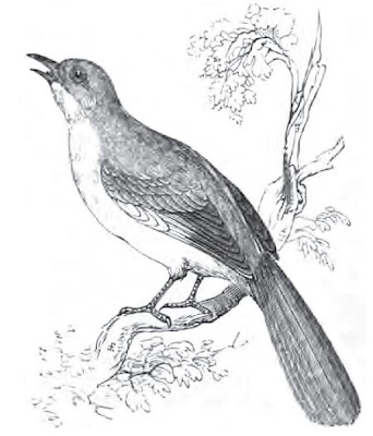 [Sketch of Mockingbird, 1835]