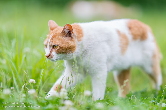 茶白の猫