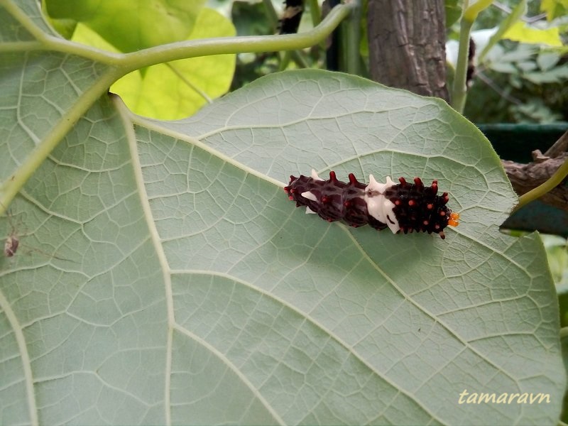 Гусеница бабочки алкиной (Atrophaneura alcinous)