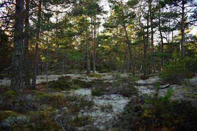 Vacker skog