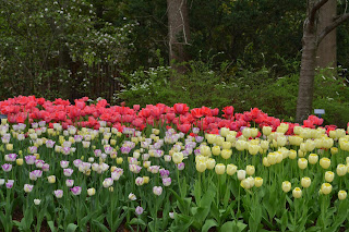 spring flowers