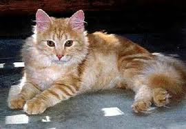  Siberian Cat  Breeds