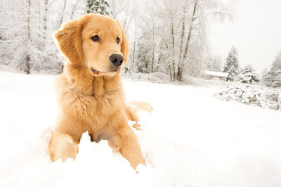 Prepping your Dog’s Paws for Cold Weather