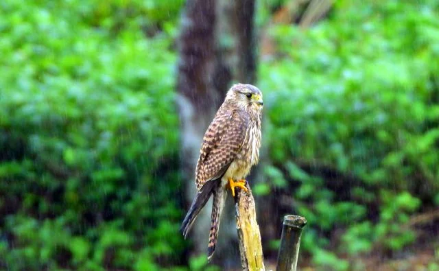 台湾,チョウゲンボウ,紅隼,龍門運動公園,新北市,台湾賞鳥,台湾の鳥,ハヤブサ,遊隼