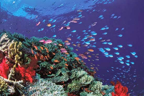 Great Barrier Reef: Kumpulan Terumbu Karang Terbesar di Dunia