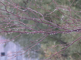 raindrops on white birch branches