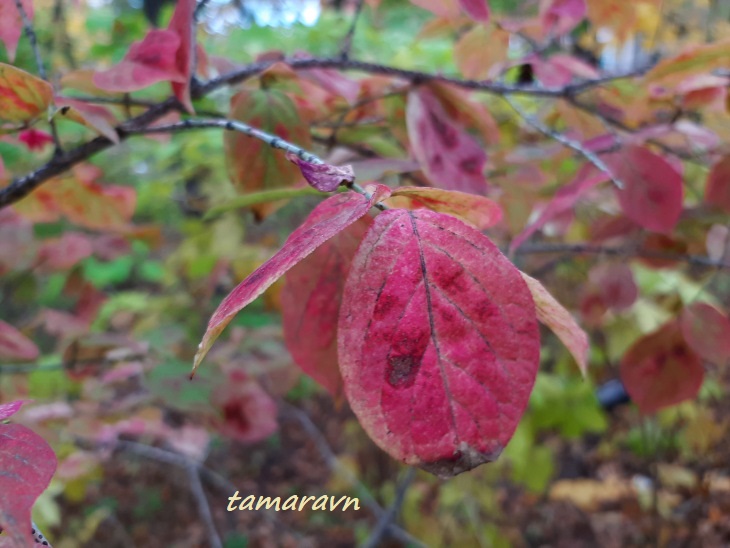 Бересклет малоцветковый (Euonymus pauciflorus)