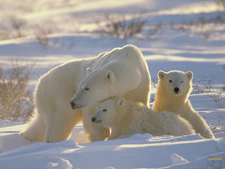 Polar Bear Wallpaper