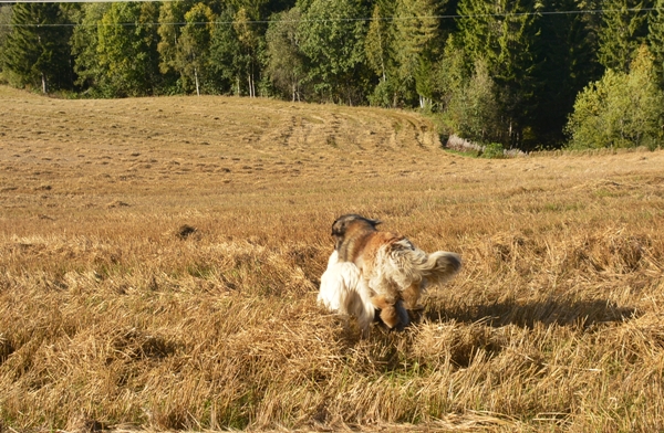 leik på jordet leonberger golden retriever