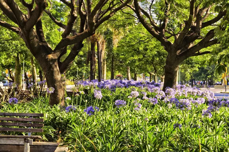 Arboles y flores 