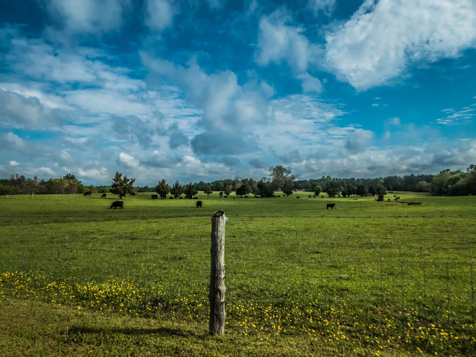 Cattle Farm