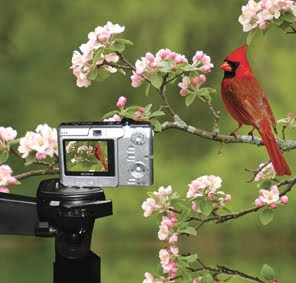 become bird watcher and Professional Photographer in wildlife discovery journal