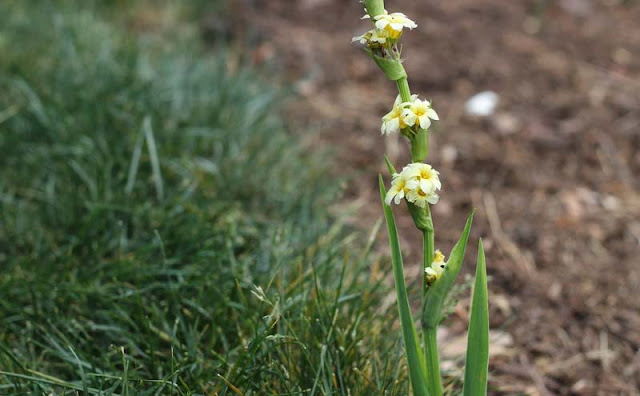 Sisyrinchium Striatum Flowers Pictures